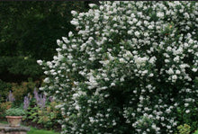 Load image into Gallery viewer, Escallonia Iveyi