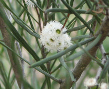 Load image into Gallery viewer, Eucalyptus angustissima