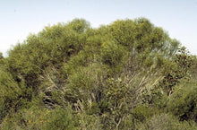 Load image into Gallery viewer, Eucalyptus angustissima