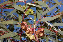 Load image into Gallery viewer, Eucalyptus kingsmillii