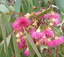 Load image into Gallery viewer, Eucalyptus leucoxylon Megalocarpa Red Flowering Yellow Gum