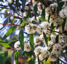 Load image into Gallery viewer, Eucalyptus pauciflora 'Little Snowman'