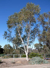 Load image into Gallery viewer, Eucalyptus pauciflora ssp. Pauciflora