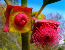 Load image into Gallery viewer, Eucalyptus tetraptera