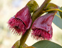 Load image into Gallery viewer, Eucalyptus tetraptera