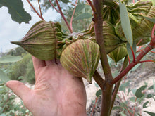 Load image into Gallery viewer, Eucalyptus youngiana