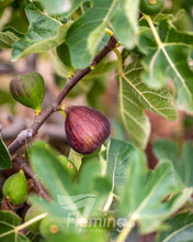 Load image into Gallery viewer, 'Black Genoa' Fig - Ficus carica