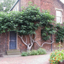Load image into Gallery viewer, 'Black Genoa' Fig - Ficus carica