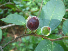 Load image into Gallery viewer, Ficus coronata 'Sandpaper Fig'