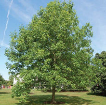 Load image into Gallery viewer, Fraxinus americana White Ash