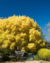 Load image into Gallery viewer, Fraxinus excelsior Aurea Golden Ash