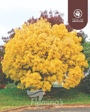 Load image into Gallery viewer, Fraxinus excelsior Aurea Golden Ash