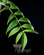 Load image into Gallery viewer, Fraxinus excelsior Aurea Golden Ash