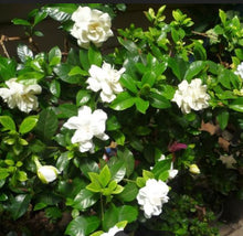 Load image into Gallery viewer, Gardenia augusta Magnifica