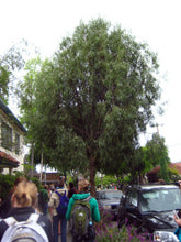 Load image into Gallery viewer, Geijera parviflora Wilga