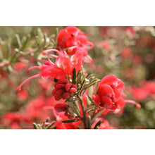 Load image into Gallery viewer, Grevillea Billy Wings
