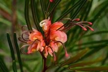 Load image into Gallery viewer, Grevillea Bulli Princess