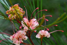 Load image into Gallery viewer, Grevillea Bulli Princess