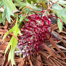 Load image into Gallery viewer, Grevillea (GR126) PBR CHERRY MOON