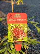 Load image into Gallery viewer, Grevillea (GR126) PBR CHERRY MOON