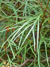 Load image into Gallery viewer, Grevillea Firesprite