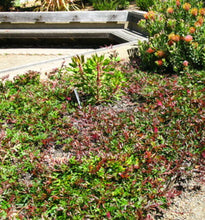 Load image into Gallery viewer, Grevillea GaudiChaudi