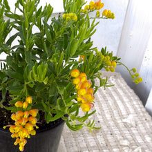 Load image into Gallery viewer, Grevillea Gold Touch