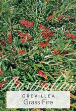 Load image into Gallery viewer, Grevillea Grassfire