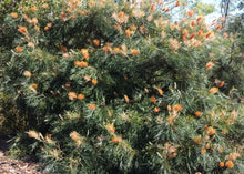 Load image into Gallery viewer, Grevillea Honey Barbara