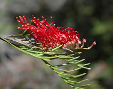 Load image into Gallery viewer, Grevillea hookeriana