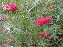 Load image into Gallery viewer, Grevillea hookeriana