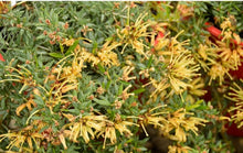 Load image into Gallery viewer, Grevillea juniperina x. rhyolitica Sunkissed