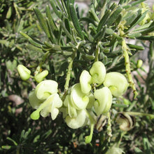 Load image into Gallery viewer, Grevillea lanigera Mello Yellow PBR