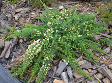 Load image into Gallery viewer, Grevillea lanigera Mello Yellow PBR