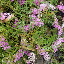 Load image into Gallery viewer, Grevillea leptobotrys Lilac Tangles  Grafted