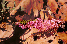 Load image into Gallery viewer, Grevillea leptobotrys Lilac Tangles Grafted