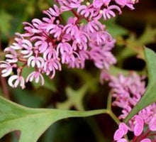 Load image into Gallery viewer, Grevillea leptobotrys Lilac Tangles  Grafted