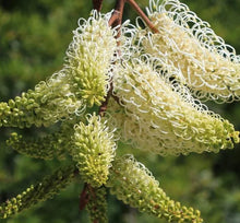 Load image into Gallery viewer, Grevillea leucopteris