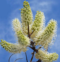 Load image into Gallery viewer, Grevillea leucopteris