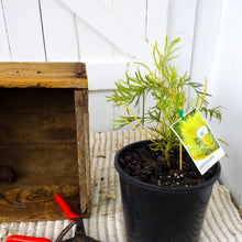 Load image into Gallery viewer, Grevillea Moonlight