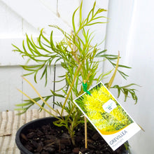 Load image into Gallery viewer, Grevillea Moonlight