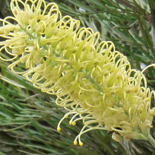 Load image into Gallery viewer, Grevillea Moonlight