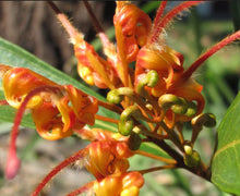 Load image into Gallery viewer, Grevillea Orange Marmalade