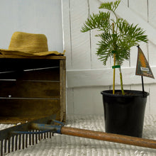 Load image into Gallery viewer, Grevillea Orange Wow