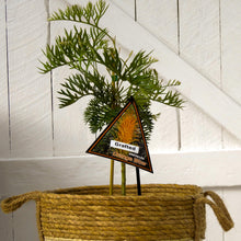 Load image into Gallery viewer, Grevillea Orange Wow