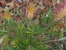 Load image into Gallery viewer, Grevillea (GR28) PBR OUTBACK SUNRISE
