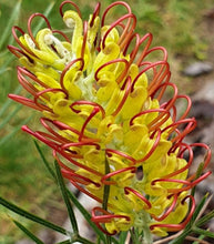 Load image into Gallery viewer, Grevillea (GR28) PBR OUTBACK SUNRISE