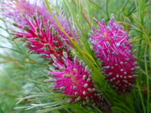 Load image into Gallery viewer, Grevillea Panrock Princess