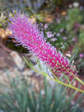 Load image into Gallery viewer, Grevillea Panrock Princess