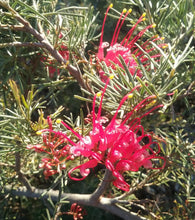 Load image into Gallery viewer, Grevillea Parilla Pirate